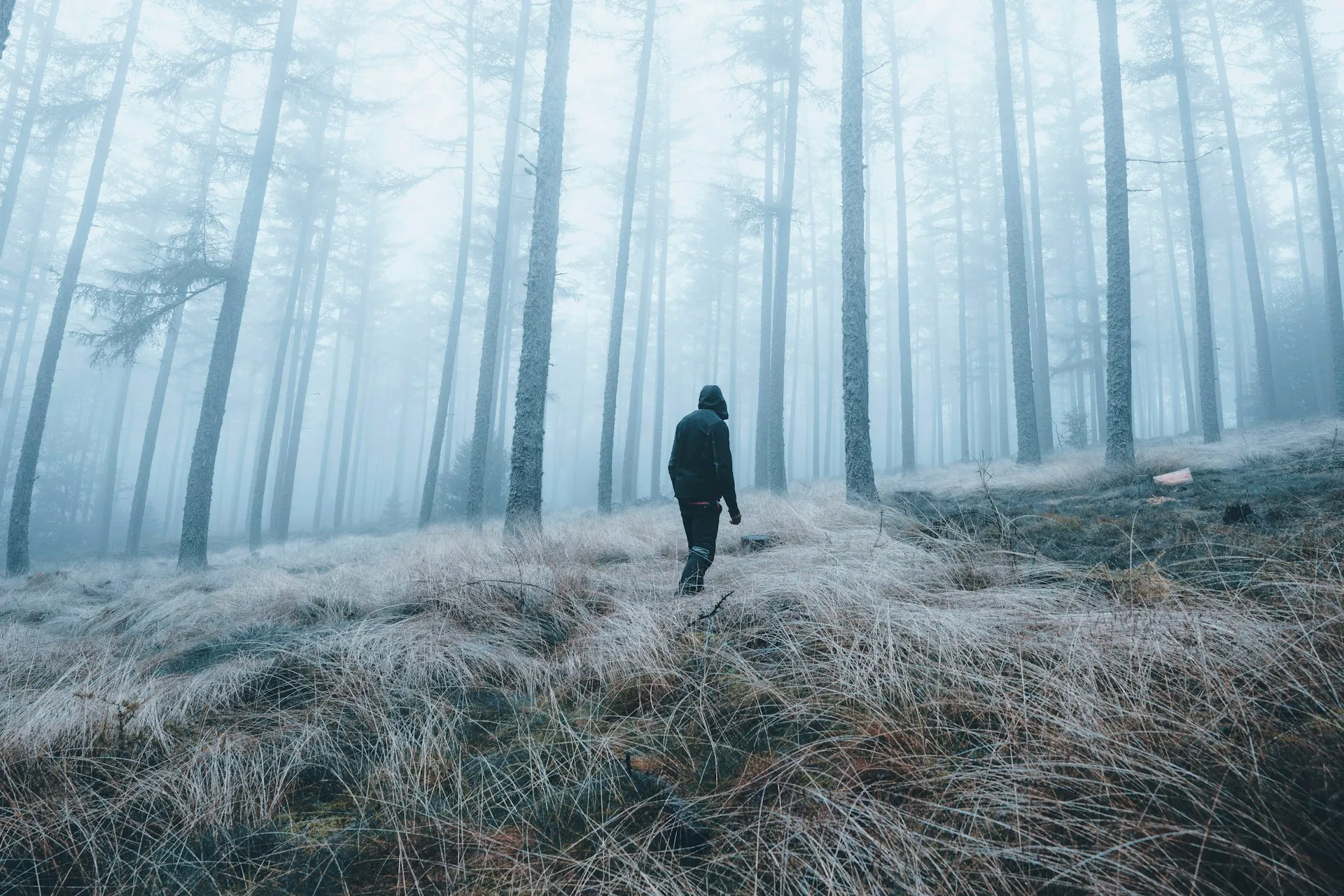 Eine Person mit Kapuze geht von hinten gesehen durch hohes, trockenes Gras in einem nebligen Wald mit hohen, schmalen Bäumen.